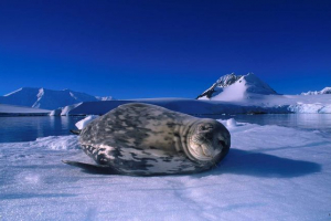 Weddell seal - жител на тежки условия Weddell seal - жител на тежки условия